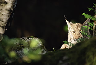 Lynx in selective color photo