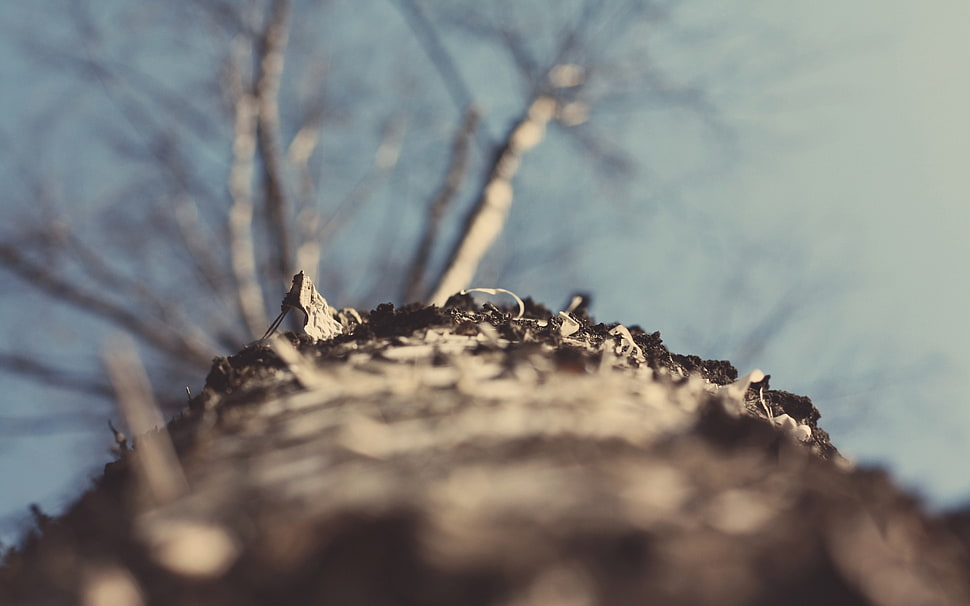 Bark,  Surface,  Light HD wallpaper