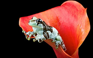 gray and black frog on red flower