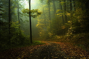 forest and pathway HD wallpaper