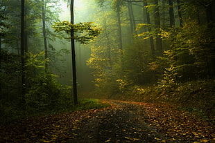 forest and pathway