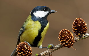 yellow, black and white feather bird on branch
