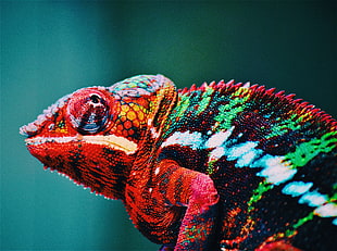 animal, blur, zoo, colourful
