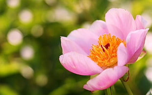 selective-focus photo of pink flower HD wallpaper