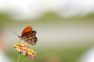 brown, white, and black butterfly perched on yellow flower
