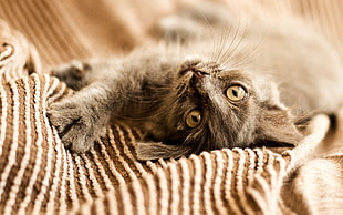 brown and black fur cat, cat, animals, upside down, looking at viewer HD wallpaper