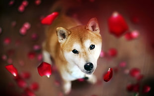 selective focus photography of orange Shiba Inu puppy HD wallpaper