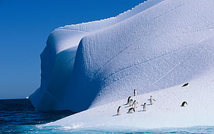 group of penguin playing on ice, nature, ice, landscape, animals