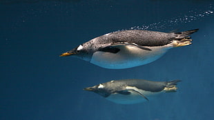 two gray fishes, animals, underwater, penguins, birds
