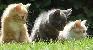 three assorted-color kittens, cat, kittens HD wallpaper