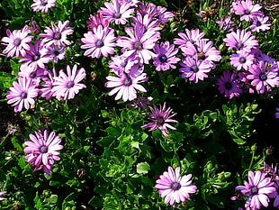 pink daisies closeup photo