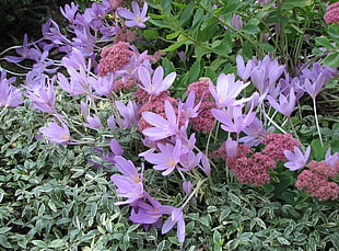purple and pink petaled flowers