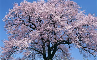 pink and black cherry blossom tree