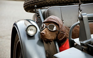 photo of chocolate Labrador Retriever wearing eyewear and brown leather headdress riding on classic gray car