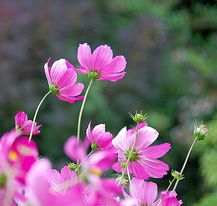 pink cosmos flowers during daytime
