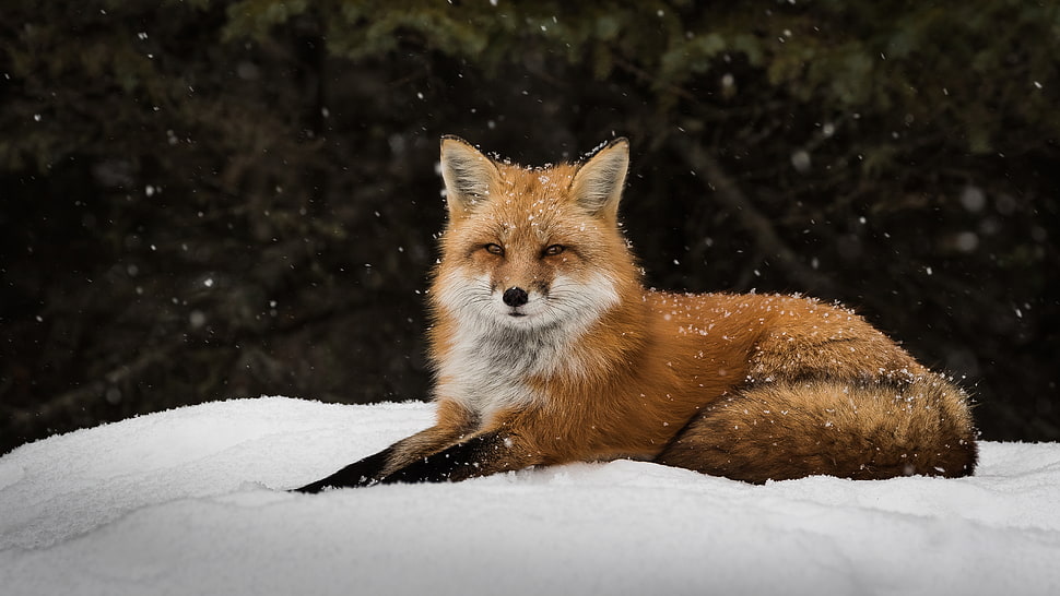 photo of fox HD wallpaper