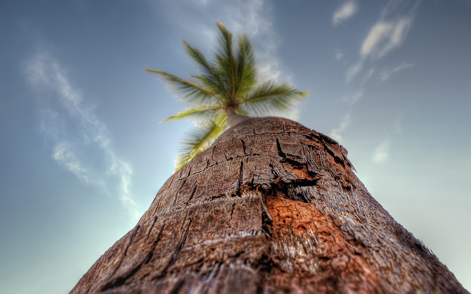 worm's eyeview of palm tree during daytime HD wallpaper