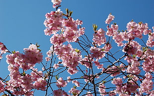 cherry blossom HD wallpaper