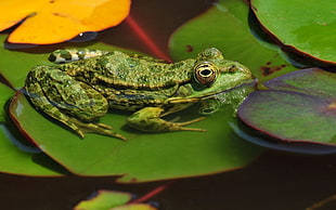 green frog on top of water lily