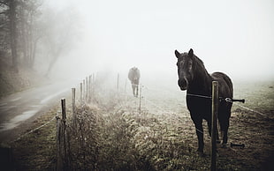 black and white horse painting, horse, mist, landscape, animals