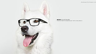 white dog and black framed eyeglasses, artwork, dog, animals, commercial