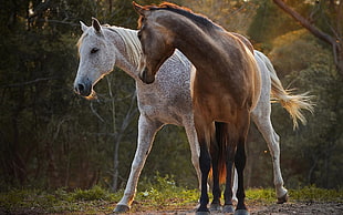 white and brown horses, horse, nature, animals