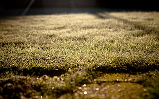 Grass,  Lawn,  Morning,  Drops HD wallpaper