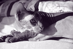 gray scale photo of a cat