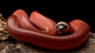 red snake, Black-Collared Snake, snake, animals, reptiles HD wallpaper