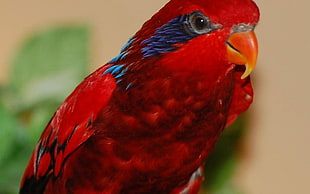 focus photography of Red Lory bird