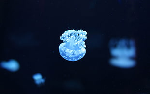 blue micro jellyfish, jellyfish, sea, underwater
