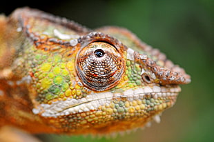 selective focus photography of yellow, brown, and green Chameleon HD wallpaper