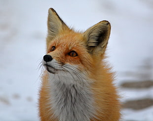 orange and white Arctic fox HD wallpaper