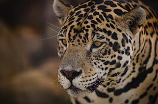 adult leopard, Jaguar, Muzzle, Predator
