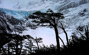 silhouette of trees illustration, landscape, nature, mountains, snow