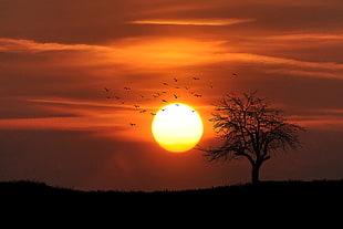 photo of silhouette tree and flying birds near sun during golden hour