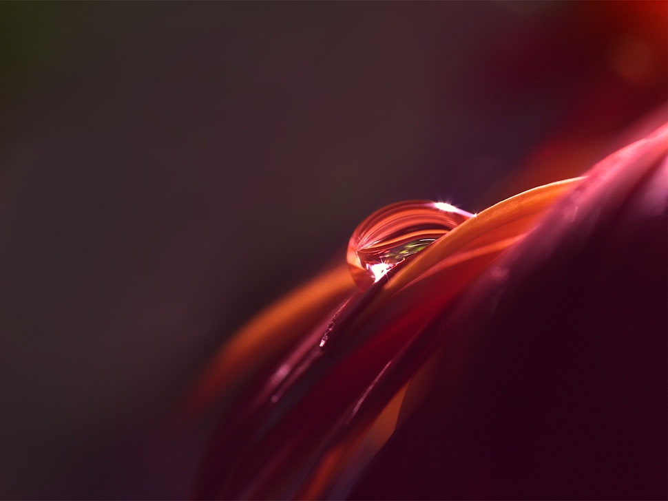 drop of water of orange and pink surface HD wallpaper