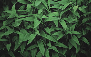 green leafed plant, photography, green, leaves, plants HD wallpaper