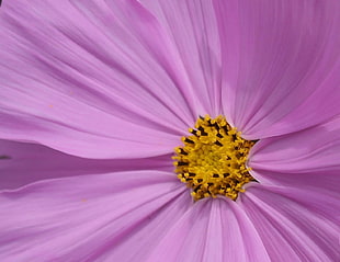 close up photography of purple petaled flowers with yellow pollen
