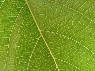green leaf, spain