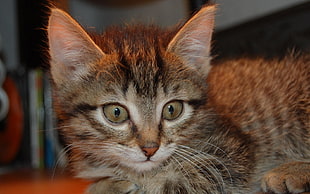grey Tabby kitten