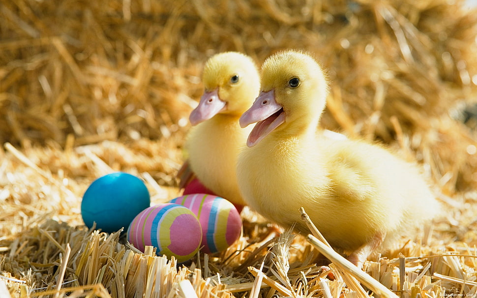 two yellow ducklings near three Easter eggs HD wallpaper