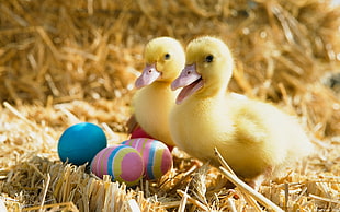 two yellow ducklings near three Easter eggs