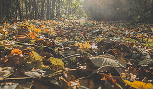 dry leaf lot, landscape, outdoors HD wallpaper