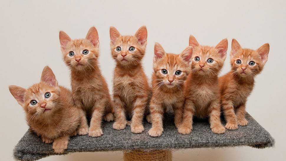 six orange tabby kittens, animals, cat, baby animals, sitting HD wallpaper