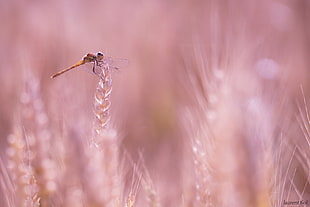 selective focus photography of brown dragonfly