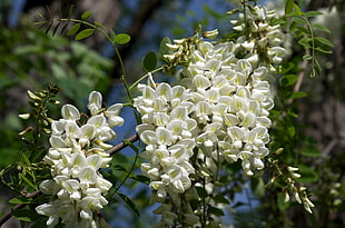 white Wisteria flowers closeup photography