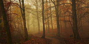 forest during misty golden hour