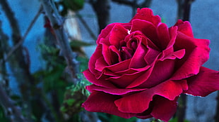 red Rose, Rose, Bud, Petals HD wallpaper