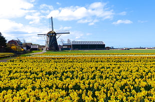 black windmill near yellow Daffodil flower filed under white skies during daytime HD wallpaper